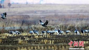 白枕鹤被爆料的视频在线观看,揭秘其神秘生活瞬间 第3张 白枕鹤被爆料的视频在线观看,揭秘其神秘生活瞬间 第3张